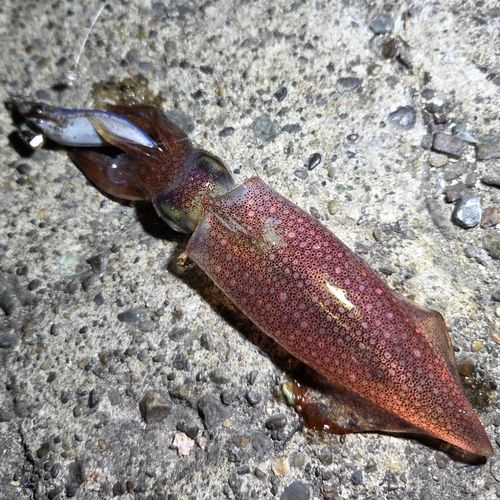 ケンサキイカの釣果