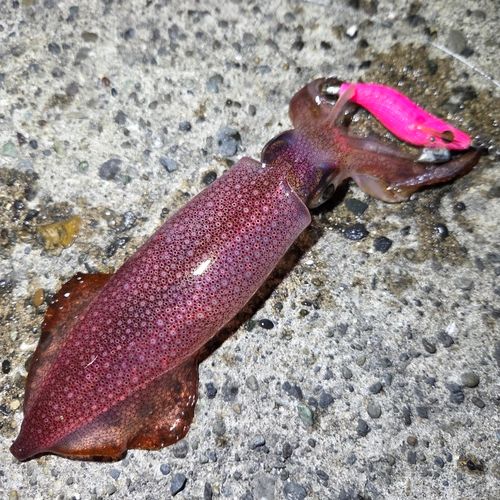 ケンサキイカの釣果