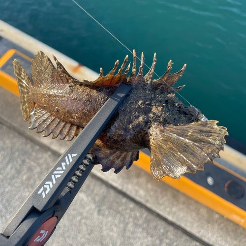 オニオコゼの釣果
