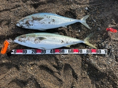 ブリの釣果