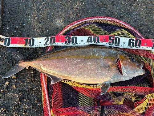 カンパチの釣果