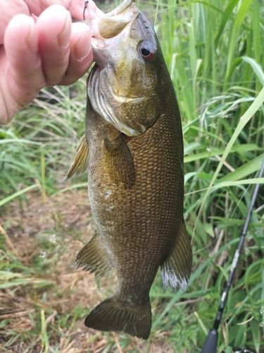 スモールマウスバスの釣果