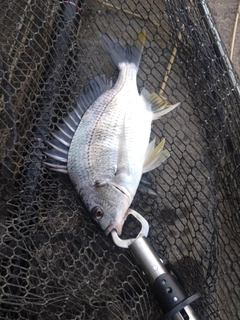 キビレの釣果