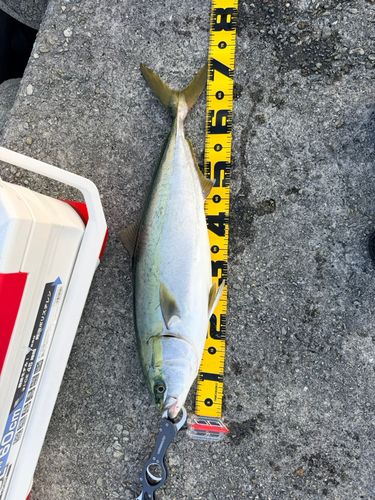 メジロの釣果