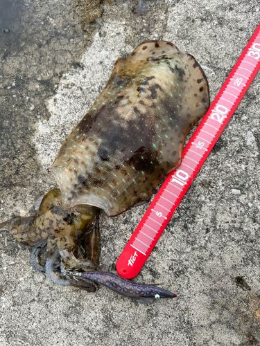 アオリイカの釣果