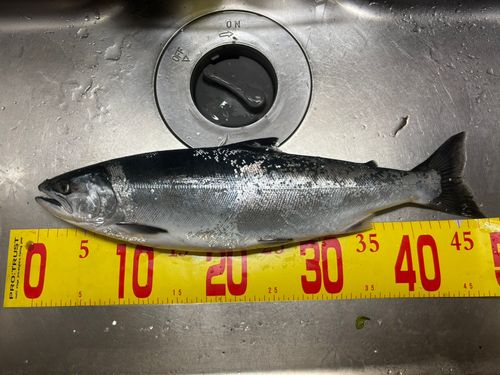 サクラマスの釣果