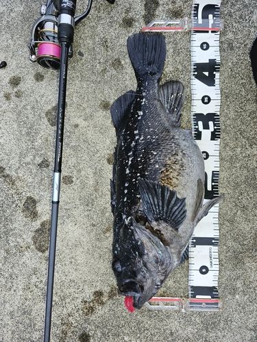 クロソイの釣果