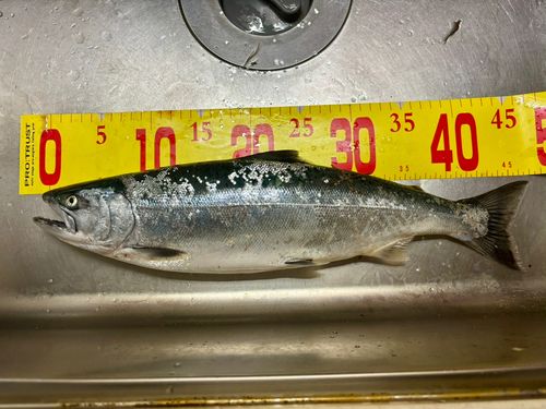 サクラマスの釣果