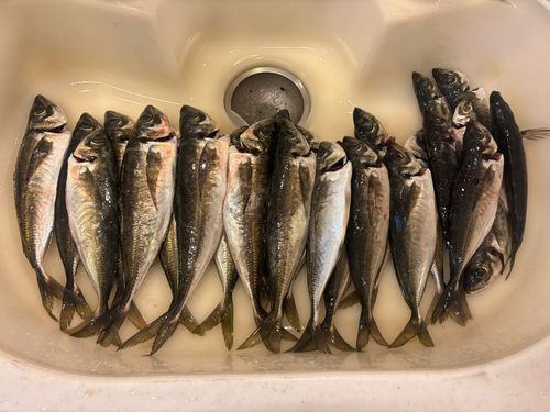 アジの釣果