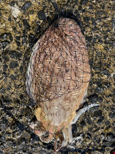 コウイカの釣果