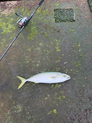 イナダの釣果
