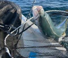 ワラサの釣果