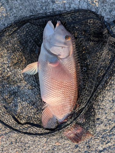 コブダイの釣果