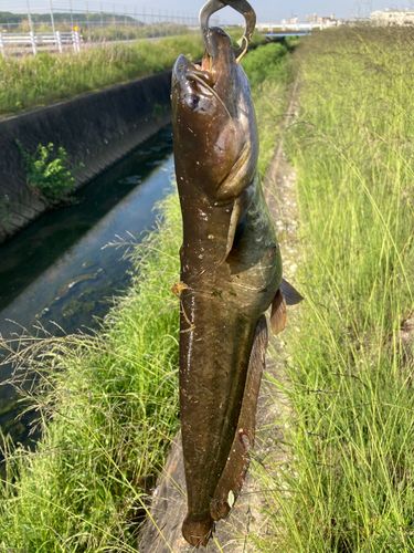 ナマズの釣果