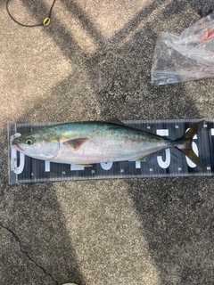 ハマチの釣果