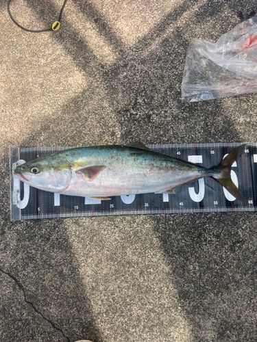 ハマチの釣果