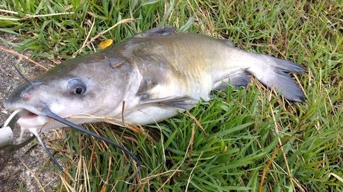 アメリカナマズの釣果