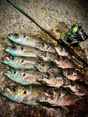 アジの釣果