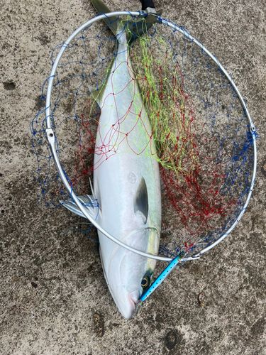 ワラサの釣果