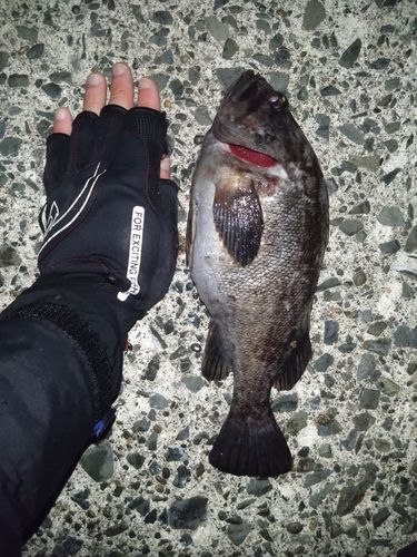 クロソイの釣果