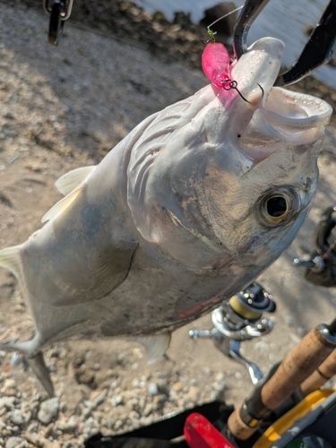 ロウニンアジの釣果
