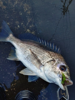キビレの釣果