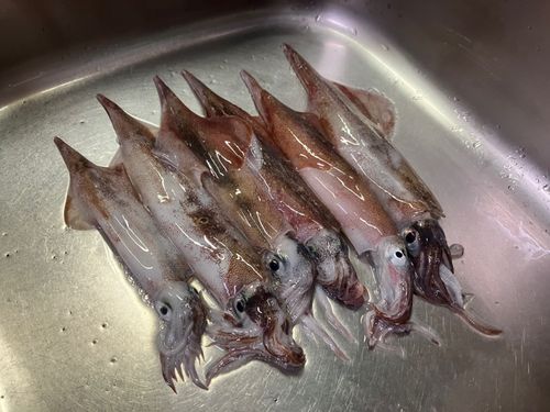 ヤリイカの釣果