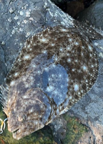ヒラメの釣果