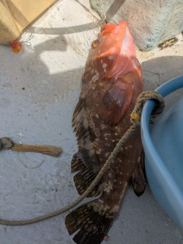 ヤズの釣果