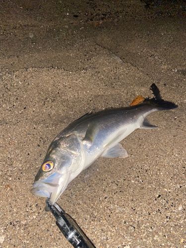 セイゴ（タイリクスズキ）の釣果