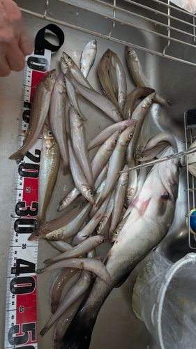 キスの釣果