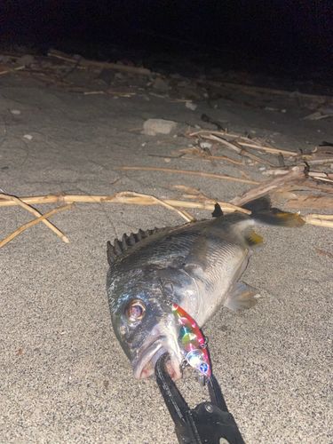 キビレの釣果