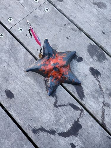 釣果