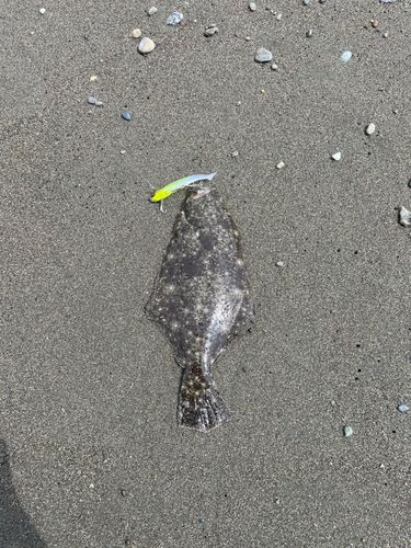 ソゲの釣果