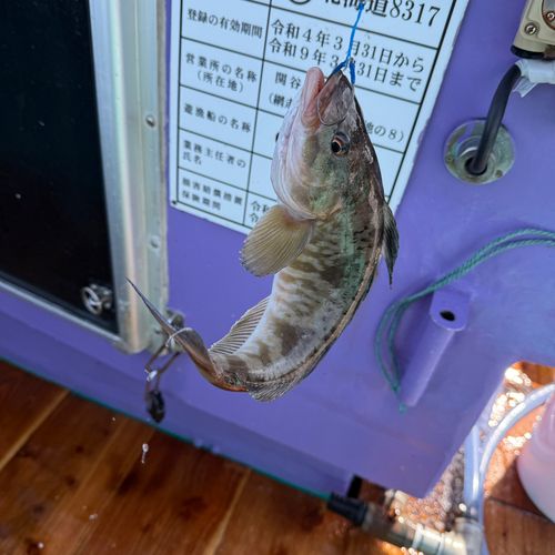 ホッケの釣果