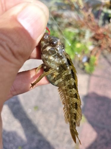 ハゼの釣果