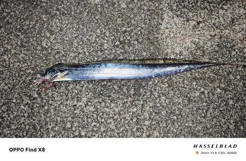 タチウオの釣果