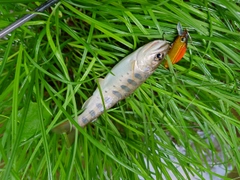 ヤマメの釣果