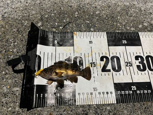 メバルの釣果