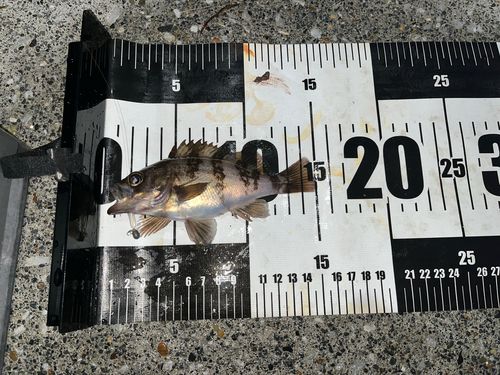 メバルの釣果