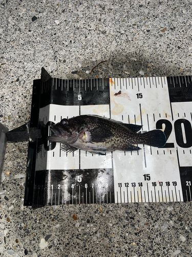 ムラソイの釣果