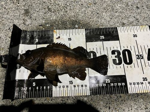メバルの釣果