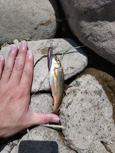 ウグイの釣果