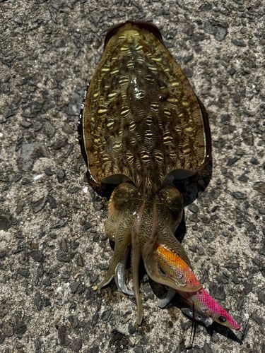 コウイカの釣果