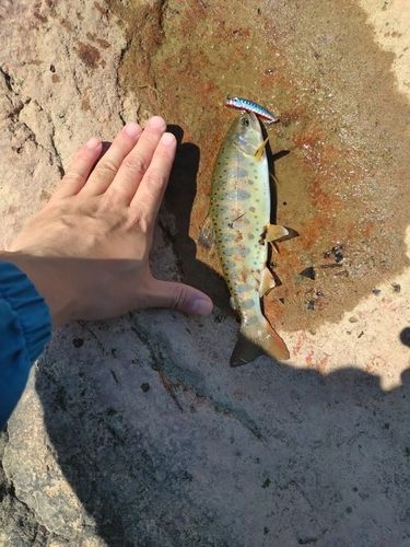アマゴの釣果