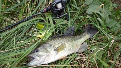 ブラックバスの釣果