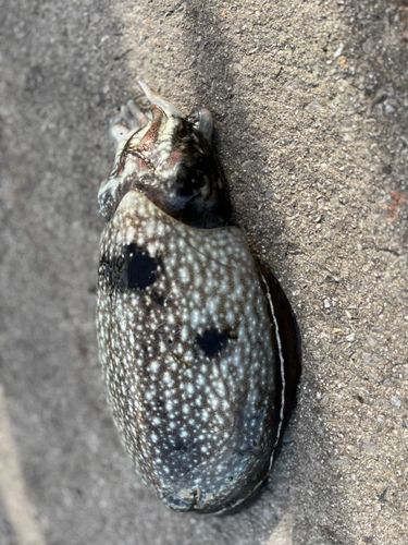シリヤケイカの釣果