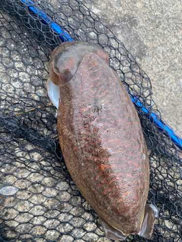 コウイカの釣果