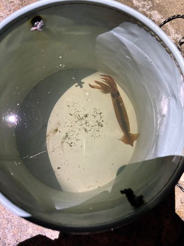 スルメイカの釣果