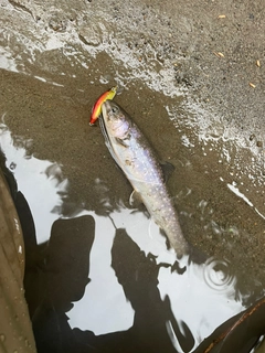 イワナの釣果